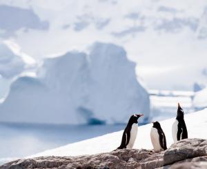 Antarktis - Antarktis mit Falkland-Inseln und Südgeorgien