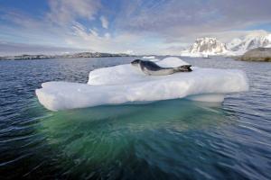 Antarktis - Antarktische Halbinsel exklusiv & kompakt – Fotoreise mit Jörg Ehrlich