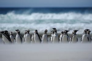 Antarktis - Falkland-Inseln intensiv