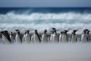 Antarktis - Fotoreise: Falkland-Inseln intensiv