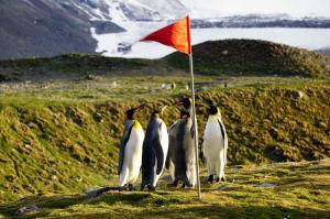 Antarktis - Tierparadiese Falkland und Südgeorgien