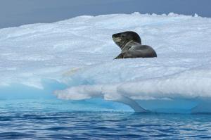 Antarktis - Tierparadiese Falkland und Südgeorgien
