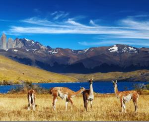 Chile & Argentinien - Faszination Patagonien