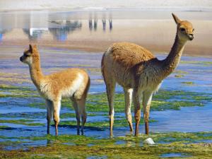 Chile • Bolivien • Peru - Höhepunkte der Andenstaaten Chile • Bolivien • Peru - Höhepunkte der Andenstaaten