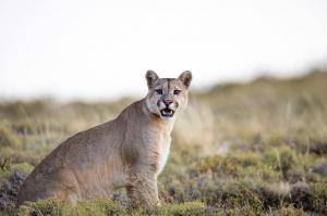 Chile • Brasilien - Im Angesicht der wilden Katzen: Puma und Jaguar
