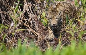 Chile • Brasilien - Im Angesicht der wilden Katzen: Puma und Jaguar Chile • Brasilien - Im Angesicht der wilden Katzen: Puma und Jaguar