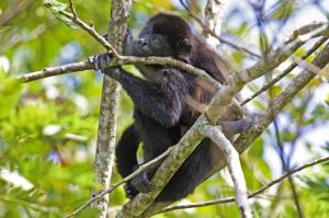 Costa Rica - Abenteuer im Reich des Göttervogels