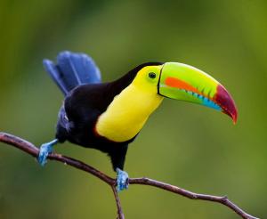 Costa Rica - Naturwunder aktiv erleben