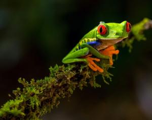 Costa Rica - Pura Vida!