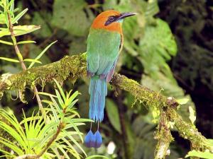 Costa Rica - Quetzal, im Reich des Göttervogels