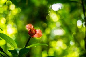 Costa Ricas Naturwunder mit Stil entdecken