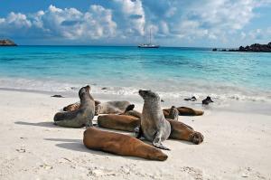 Ecuador & Galapagos: Höhepunkte