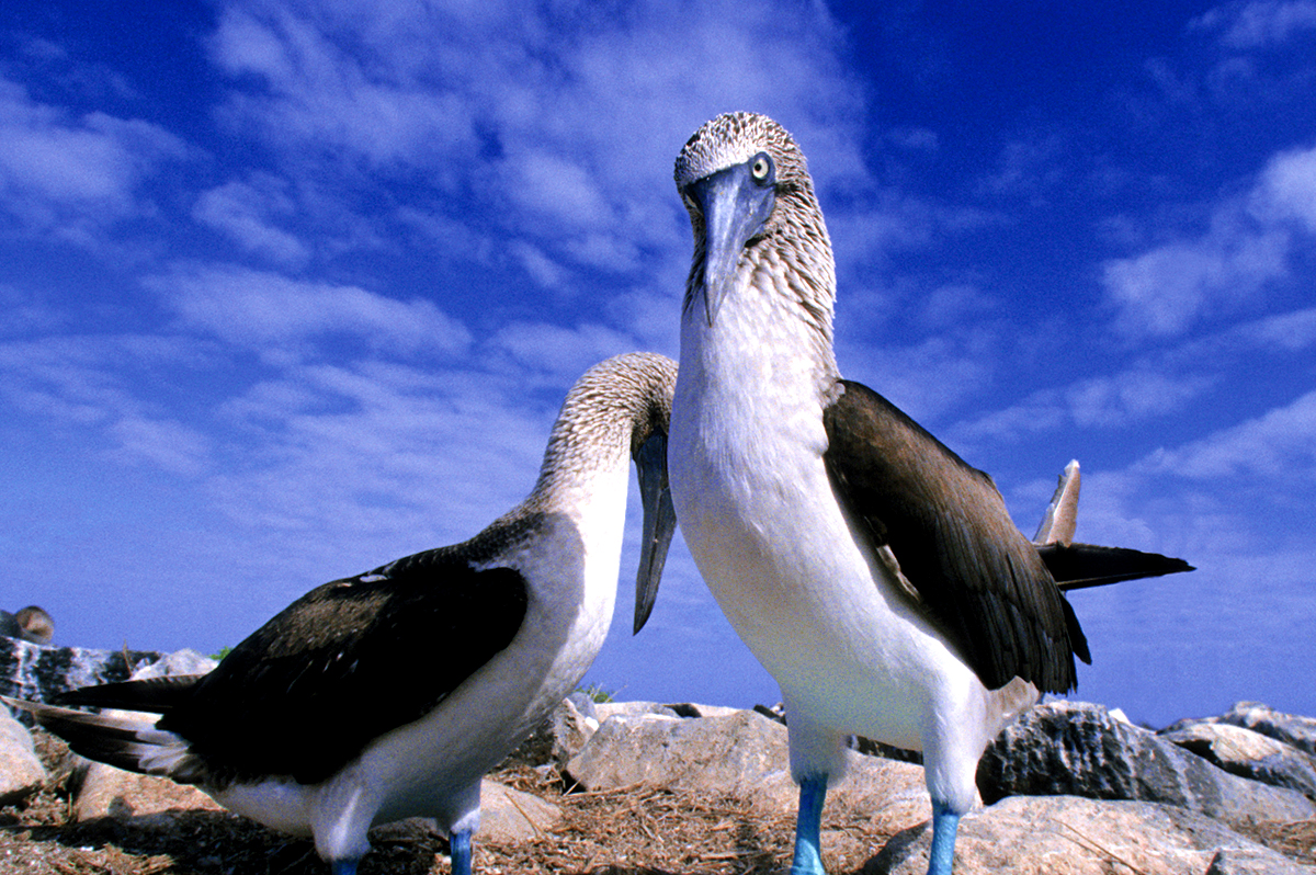 Ecuador und Galápagos  -  ein Land voller Wunder