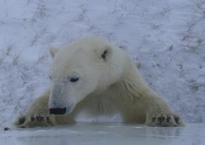 Eisbären an der Hudson Bay
