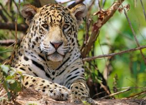 Guyana - Auf den Spuren von Jaguar, Kaiman und Ameisenbär