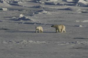 Kanada: Die Wanderung der Eisbären