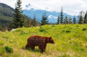 Kanada: Höhepunkte im Westen