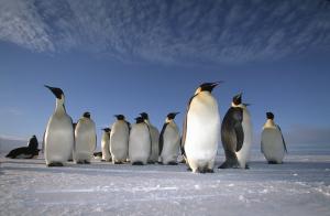 MS ORTELIUS: Kaiserpinguine im Weddell Meer