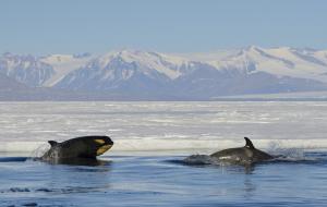 MS PLANCIUS: Antarktische Halbinsel - Aktiv über den Polarkreis