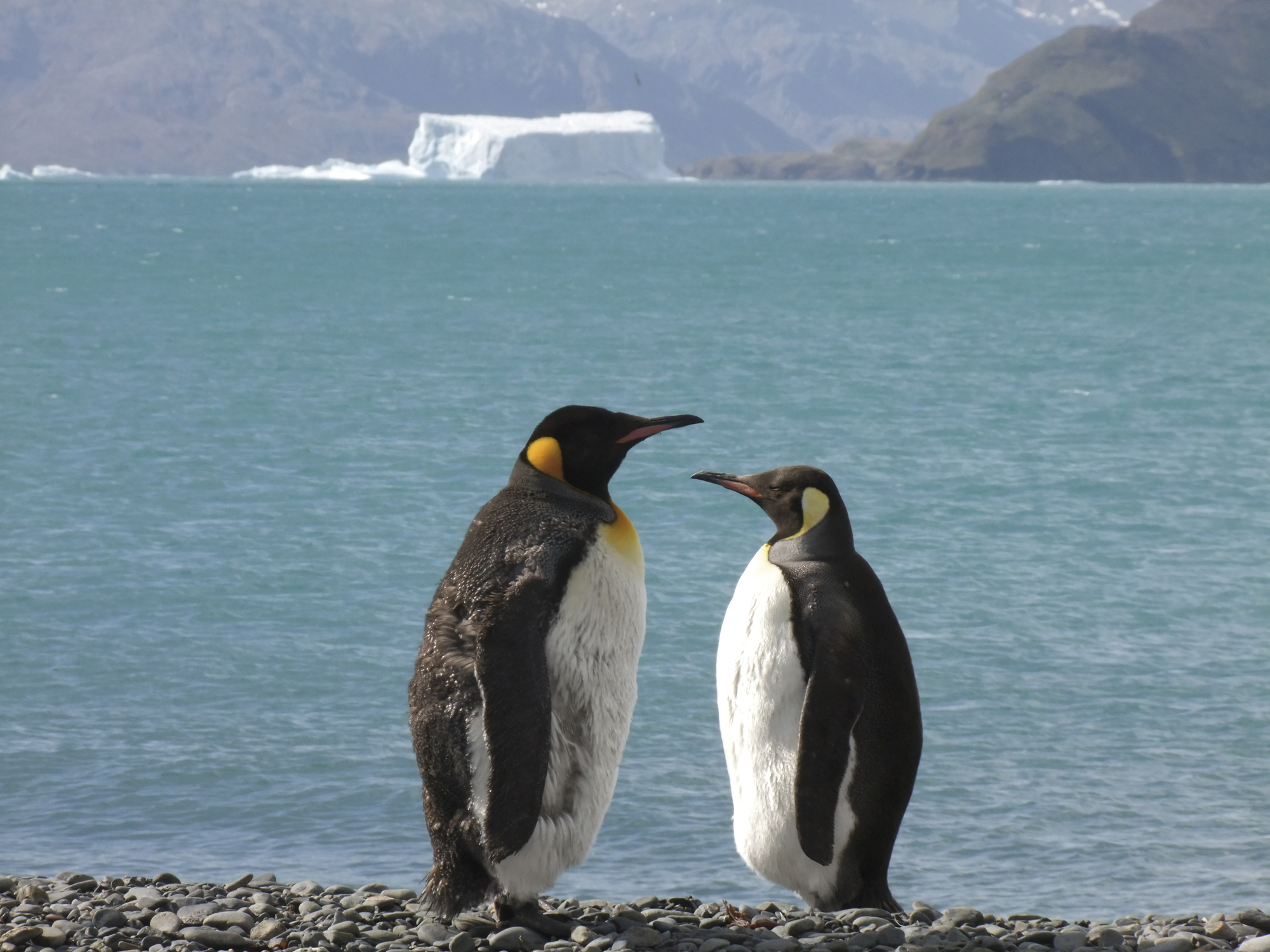 MS PLANCIUS: Falkland - Südgeorgien - Antarktische Halbinsel