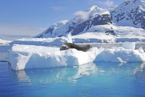 MS WORLD EXPLORER: Antarctic Express