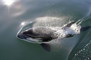 Mexiko - Walbeobachtung auf der Baja California