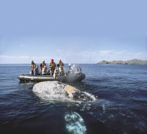 Naturreise Baja California