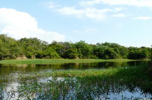 Pantanal
