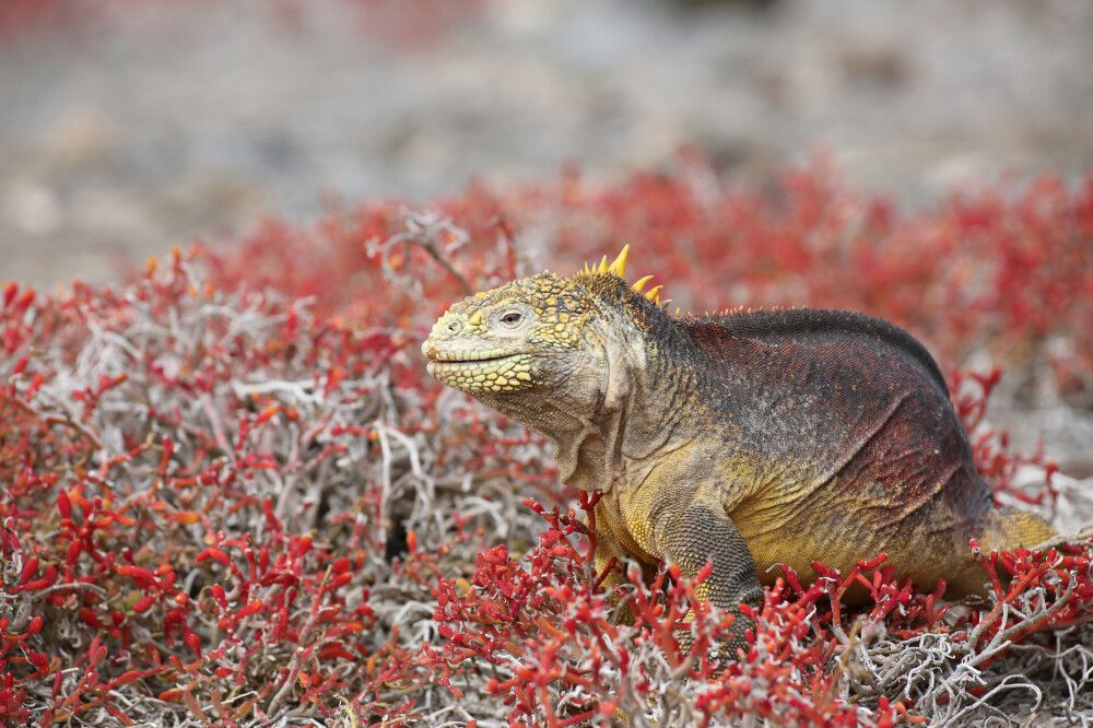 Peru • Galapagos - Vom Reich der Inka ins Reich der Riesenschildkröten