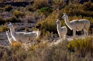 Peru und Bolivien  -  Schätze der Anden