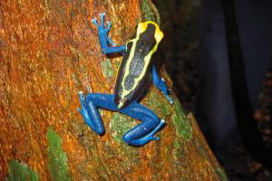 Suriname - Guyana - Aruba - Ursprünglicher Regenwald und Traumstrände Suriname - Guyana - Aruba - Ursprünglicher Regenwald und Traumstrände