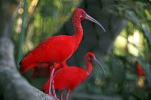 Trinidad & Tobago - Trinidad & Tobago – tropischer Regenwald und fantastische Tierwelt