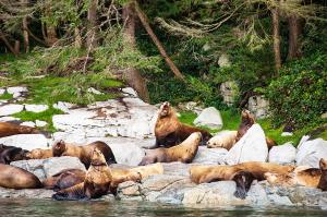 Vancouver and wildlife in style